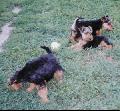 RCKERTI KENNEL    A bets welsh terrier alom