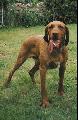 RCKERTI KENNEL    RCKERTI BONO CAC, HFGY, VAV, Tenysztsre javasolt