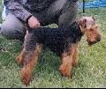 RCKERTI KENNEL    HIGH FLYER'S DUTCH COPPER 11 hnaposan az els killtsn.