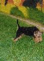 RCKERTI  KENNEL     JOXELLA PONT LUTY 16 hetesen