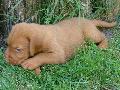 RCKERTI  KENNEL  Rckerti Elit ngy hetesen.