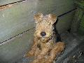 RCKERTI   KENNEL Rckerti Baba a lesen, itt t hnapos.