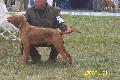 RCKERTI KENNEL  Rckerti Ern 15 hnaposan a budapesti CACIB-on.