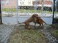 RCKERTI KENNEL  Jtk a mamval...Rckerti Fnk /Vili/