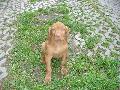 Rckerti Kennel Gombc l ht hetesen