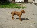 Rckerti Kennel Gombc hrom hnaposan...