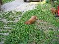 Rckerti Kennel ....az a finom rzsaillat...